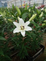 [5620 VH50 No01.JPG]